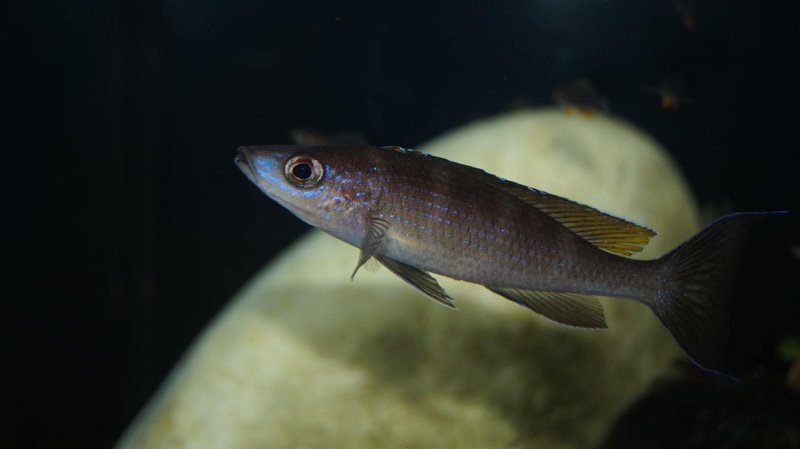Paracyprichromis brieni 'Milima Island'